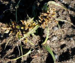 Image result for Cyperus squarrosus