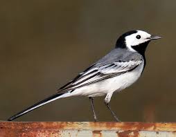 Small Gray Bird With Black And White Head Pin On Animals Birds