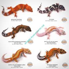 Black And White Leopard Gecko Drawing The City Reptile On Instagram Available Leopard Geckos We Have Now Simply Up To Date Our In 2020 Leopard Gecko Cute Leopard Gecko Care Leopard Gecko
