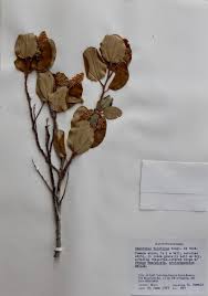 Image result for Aeollanthus neglectus