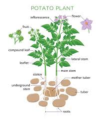 Parts Of Plant Morphology Of Orange Tree With Fruits