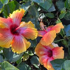Image result for Hibiscus meyeri