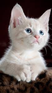 Explore our collection of beautiful hd cat wallpapers for your android, iphone or other cute cat wallpaper wallpaper iphone cute bear wallpaper cartoon pics cartoon wallpaper cute disney wallpaper cute wallpapers cute cartoon. Cute Cat Wallpaper For Iphone 12 Wallpapersupdate