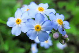 The flower was supposed to ensure that those wearing it should never be forgotten by their lovers. With The Meaning Of Forget Me Nots 7 Flowers About Love