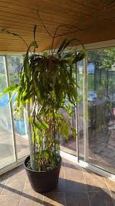 Night Blooming Cereus care : r/houseplants