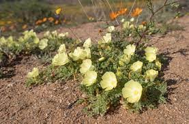 Image result for Hirpicium gazanioides