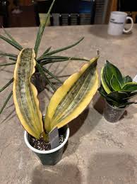 Image result for Hermannia kirkii