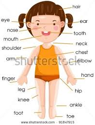 Kenali anggota badan bahagian 1. Mengenal Anggota Badan Pijeypehe