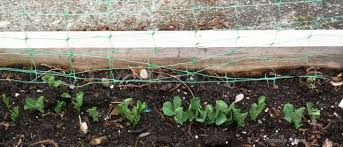 April showers bring may flowers. Direct Sowing Growing Seeds Outdoors The Garden Website Com
