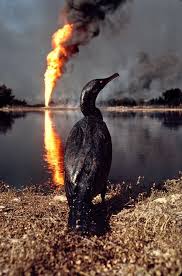 Pin By Jesse Lokits On Population Ecology Steve Mccurry Pollution Animals