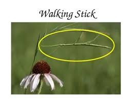 Biotic And Abiotic Factors In An Ecosystem Slideshare Camouflage Animals Can You Find Them Ppt Freebie Life Science Activities Camouflage School Creative