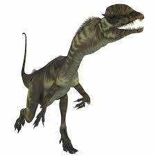 Image result for Dinophora