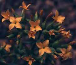 Image result for Kalanchoe lanceolata