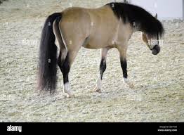 Image result for Light Buckskin 1990 Colt