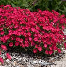 We did not find results for: Dianthus Paint The Town Red Pp33293 Cpbraf Walters Gardens Inc