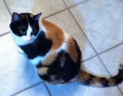 American Shorthair Cat Calico Pets Photos American Shorthair Cat Calico Cat Cats And Kittens
