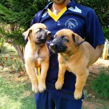 The facility provided by our boarding services are. Commando Kennels Secunderabad Lbb Hyderabad