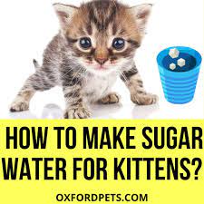 How To Make Sugar Water For Kittens 5 Easy Steps Oxford Pets