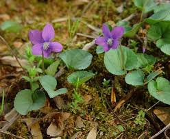 Image result for Launaea violacea
