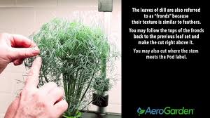 There is no reason to not start growing dills for all gardening enthusiasts. Pruning Dill Youtube
