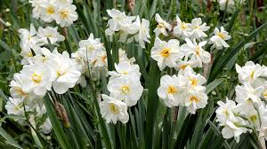 We select and ship only the finest quality bulbs, plants, and trees. Best Daffodils For Your Region Garden Gate