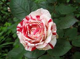 A forever lasting deep velvet red that opensa forever lasting deep velvet red that opens into a traditional bloom. Peppermint Rose 1980s 1990s Pink White Girly Aesthetic Hybrid Tea Roses Rose Beautiful Roses