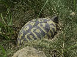 What Is The Life Span Of A Russian Tortoise Youll Be