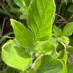 Image result for Ruellia patula