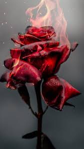 That's what following means on pinterest. Aesthetic Iphone Wallpaper Vintage Red Aesthetic Iphone Wallpaper Vintage Blumentapete Blumen Hintergrund Iphone Rosen Tapete