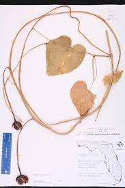 Image result for Ipomoea violacea