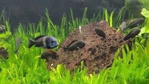 Image result for Vallisneria