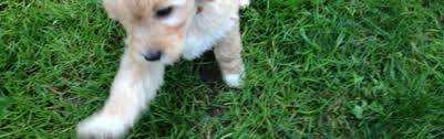 This is also why beginning. How To Train Your Puppy With Treats Or Not Goldendoodle Breeder Ny Goldendoodle Puppies Ny Mini Sheepadoodle Puppies Doodles By River Valley Doodle Puppies