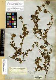 Image result for Eriosema rhynchosioides