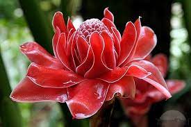Check Out This Amazing Trip Slideshow Flower Meanings Ginger Flower Flowers