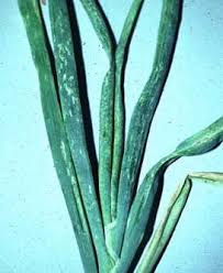 Image result for Onion Thrips
