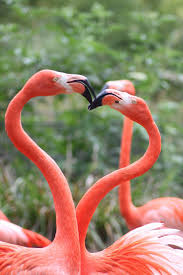 Flamingos By Citron Vert On Deviantart Flamingo Pictures Flamingo Flamingo Bird