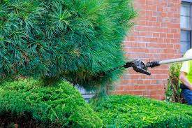 A professional tree care company employs teams of highly trained and experienced tree technicians. Tree Companies Near Me Bush Removal Service Tacoma Wa