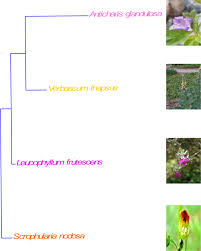 Image result for Anticharis