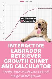 Each dot represents a snapshot in time of an individual puppy. Interactive Labrador Retriever Growth Chart And Calculator Puppy Weight Calculator In 2021 Labrador Weight Puppy Growth Chart Weight Charts
