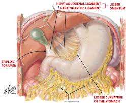 Pin On Medical School Step Review Images