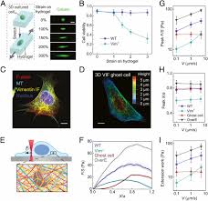 Maintains its shape, the challenges still confronting us and emerging strategies for answering. High Stretchability Strength And Toughness Of Living Cells Enabled By Hyperelastic Vimentin Intermediate Filaments Pnas
