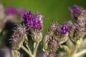 Image result for Vernonia natalensis