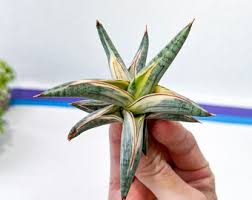 Image result for Sansevieria sinus-simiorum