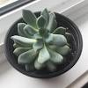 Is christmas cactus toxic to cats? 1