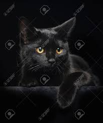 Black cat with the moonhalloween background stock. Black Cat With Yellow Eyes On Black Background Stock Photo Picture And Royalty Free Image Image 14282533
