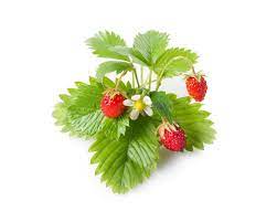 Over 41,336 strawberry plant pictures to choose from, with no signup needed. Wild Strawberry Plant Pods Click Grow