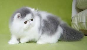 Terkeren 19 Gambar Kucing Persia Zanna Kirania Feb 18 2020 3 Min Read Gambar Jenis Kucing Persia Medium Daftar Har Kucing Persia Menggambar Kucing Kucing
