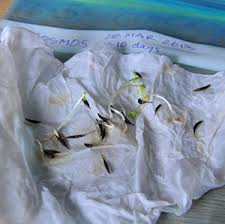 Old Seeds Test For Germination First Gardener S Journal