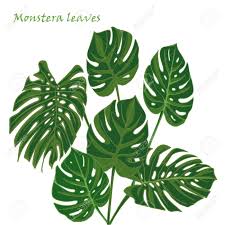 Set Tropical Monstera Leaves Realistic Drawing In Flat Color Royalty Free Cliparts Vectors And Stock Illustration Image 79572367