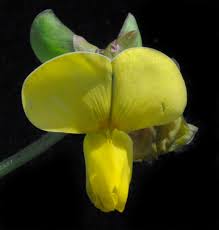 Image result for Vigna luteola